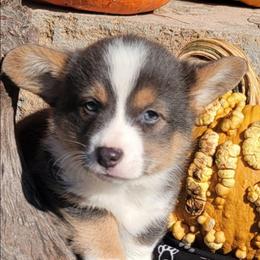 Black Paw Bandana Boy - Blue male Pembroke Welsh Corgi puppy in Cherokee, Oklahoma from MCS Farms-OK