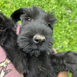 Yellow collar - Black female Giant Schnauzer puppy in Sedalia, Missouri from Valour's Giants