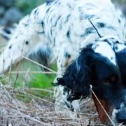 Maverick - English Setter