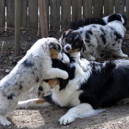 Australian Shepherd Puppies from Ashfall Australian Shepherds