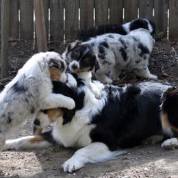 Australian Shepherd Puppies from Ashfall Australian Shepherds