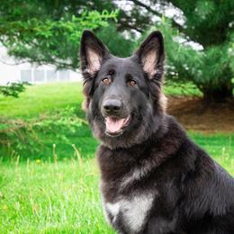 Astra Grace - Shiloh Shepherd
