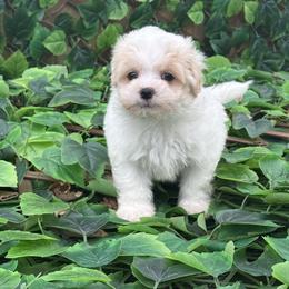 Oscar - Champagne male Maltipoo puppy in Oakland, Kentucky from Imperial Dogs