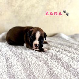 Zara - Fawn Boxer puppy in Cicero, New York from MK Boxer Haven of CNY