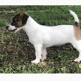 Ruby - Russell Terrier