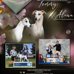 Whippet puppies from Solidago