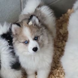 Denahi - Merle Pomsky puppy in Gladstone, Virginia from Rustic Charms Miniature Huskys