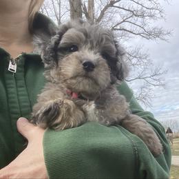 Hickory - Merle female Goldendoodle puppy in Eaton, Ohio from Dezi’s Sonshine Doodles
