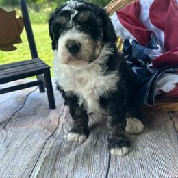 Willow - Tri-color female Bernedoodle puppy in Moulton, Iowa from Shondel Puppy Paws