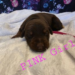 Pink - Red and rust female Doberman Pinscher puppy in Knox, Indiana from Double River Dobermans