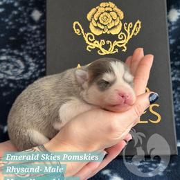 Rhysand - Silver and white male Pomsky puppy in Sumter, South Carolina from Emerald Skies Pomskies