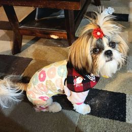 Olivia - Shih Tzu