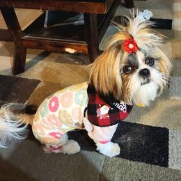 Olivia - Shih Tzu