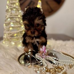 Jasper (Mini Shop and Hocus Pocus Lineage) - Black and tan male Yorkshire Terrier puppy in Pittsburg, California from Crystal Garden Yorkies
