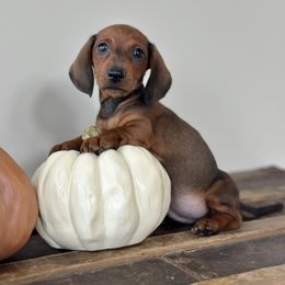 Weller - Red male Dachshund puppy in Crystal, Michigan from Mare-Bella Smoothcoat Edition