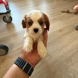 Boy 1 - Blenheim male Cavalier King Charles Spaniel puppy in Moreno Valley, California from Chris & Katie Cavaliers