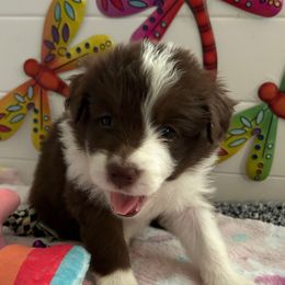 Purple collar girl - White and red female Border Collie puppy in Litchfield Park, Arizona from Dragonfly BC Puppies (Champion Lineage)
