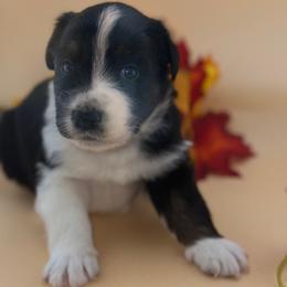 Smith - Black tri-color male Australian Shepherd puppy in Asheboro, North Carolina from Stellar Aussies