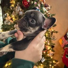 Pip - Tricolors female French Bulldog puppy in Billings, Montana from Yellowstone Frenchies