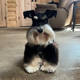 Memphis - Miniature Schnauzer