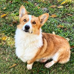 Newt - Pembroke Welsh Corgi