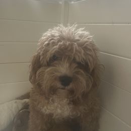 Tiny dog - Cavapoo