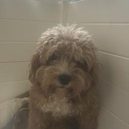 Tiny dog - Cavapoo