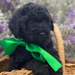 Zeus - Black male Labradoodle puppy in Murray, Utah from Swann's Kennels