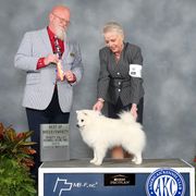 Roux - American Eskimo Dog