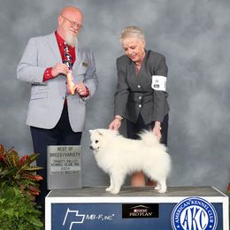 Roux - American Eskimo Dog
