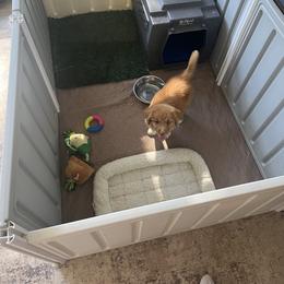 Nova Scotia Duck Tolling Retriever Puppies from Mountain Ranch Tollers