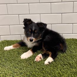 Miniature Australian Shepherd Puppies from All That Auss Mini Aussies