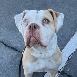Voodoo - Alapaha Blue Blood Bulldog