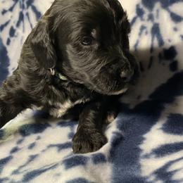 Rocky - Black and white male Bernedoodle puppy in Battle Creek, Michigan from T-Rose’s Bernedoodle & Pomsky Puppies
