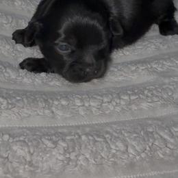 Klover - Black and tan male Yorkshire Terrier puppy in Houston, Texas from Little things