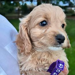 Purple Leaves - female Cavapoochon puppy in Clementon, New Jersey from PitterPatterPuppiesNJ