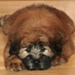 Soft Coated Wheaten Terrier Puppies from Hardin Hills Wheatens