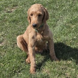 Willow - Goldendoodle