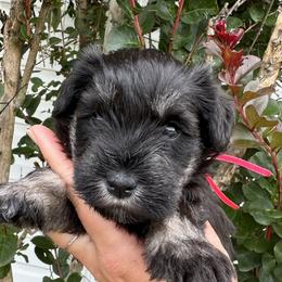 Dark Pink Girl - Black and silver female Miniature Schnauzer puppy in Floyd, Virginia from Little River Puppies