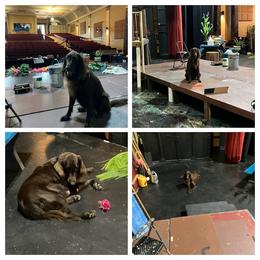 Flat-Coated Retriever All Grown Up from Kaia Golden Flat Coat