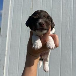 Luna - Chocolate and tan female Dachshund puppy in Nashville, Arkansas from Cuddles n Curls