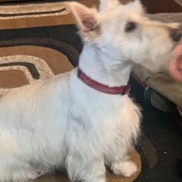 Scottish Terrier All Grown Up from Judyz Scotties