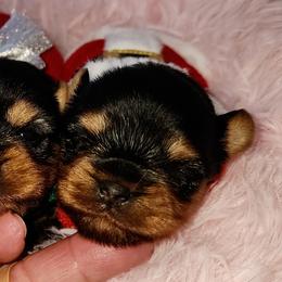 Yorkshire Terriers from Reese's Angelface Yorkies