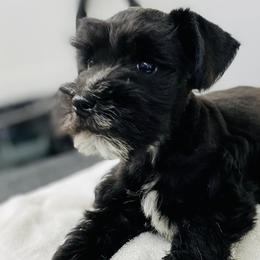 Anatolian Shepherd Dogs and Miniature Schnauzers from New River Miniature Schnauzers and Anatolians