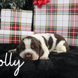 Holly - Liver white and tan female English Springer Spaniel puppy in Barnstead, New Hampshire from C & S Farms