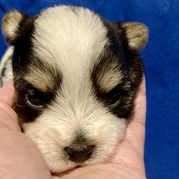 Maltipoo, Morkie, and Yorkipoo Puppies from Danza Bolo