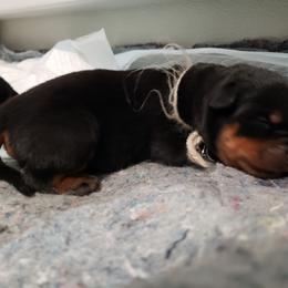 Rottweiler Puppies from Gottlïchen Rottweilers