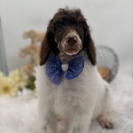 Koko - Phantom male Poodle puppy in Ocala, Florida from Bernedoodles of Florida