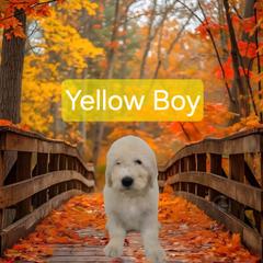 Yellow - White male Komondor puppy in Auburn, Kentucky from Christmas Komondors