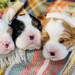 Cavalier King Charles Spaniels from Longhorn Cavaliers